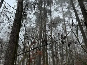 Prodej lesa, Milavče, 5759 m2