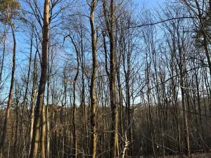 Prodej lesa, Mělnické Vtelno, 2736 m2