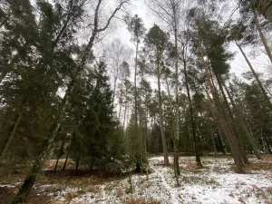 Prodej lesa, Veliny, 4517 m2
