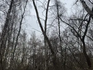 Prodej lesa, Moravský Písek, 4838 m2