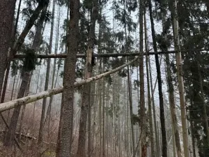 Prodej podílu lesa, Vacov, 23843 m2