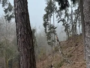 Prodej podílu lesa, Vacov, 23843 m2