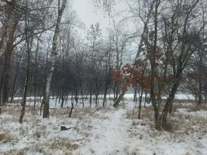 Prodej lesa, Pardubice, 1407 m2