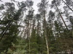 Prodej lesa, Veliny, 16002 m2