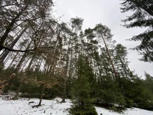 Prodej lesa, Veliny, 16002 m2