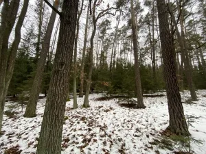 Prodej lesa, Veliny, 16002 m2