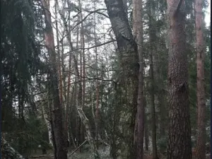 Prodej lesa, Kojčice, 1102 m2