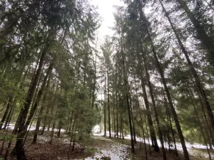 Prodej lesa, Veliny, 4431 m2