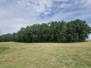 Prodej lesa, Paceřice, 4924 m2