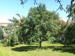 Dražba louky, Podolí, 10906 m2