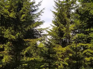 Prodej lesa, Černovice, 5230 m2