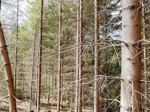 Prodej lesa, Černovice, 5230 m2