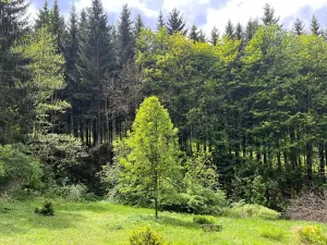Prodej chalupy, Rychnov u Jablonce nad Nisou, 160 m2