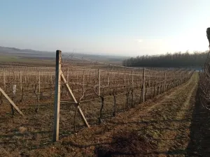 Prodej sadu/vinice, Novosedly, 10093 m2