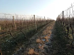 Prodej sadu/vinice, Novosedly, 10093 m2