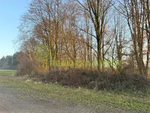 Prodej lesa, Jistebník, 5452 m2