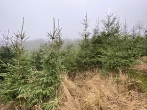 Prodej lesa, Městečko Trnávka - Lázy, 6313 m2