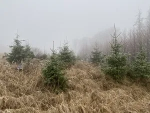 Prodej lesa, Městečko Trnávka - Lázy, 32904 m2