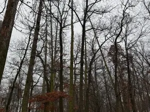 Prodej lesa, Citonice, 1777 m2