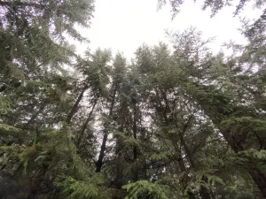 Prodej lesa, Městečko Trnávka - Lázy, 32904 m2