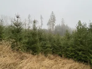 Prodej lesa, Městečko Trnávka - Lázy, 6313 m2