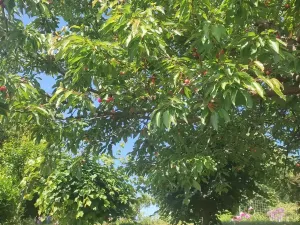 Prodej zahrady, Jirkov, 356 m2