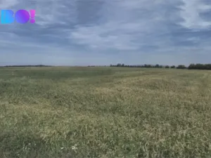 Prodej pole, Přibice, 9400 m2