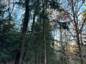 Prodej lesa, Poleň, 11901 m2