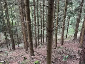 Dražba lesa, Záhoří, 3816 m2