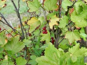 Prodej chaty, Chlumec, 11 m2