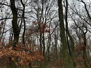 Prodej podílu lesa, Lesonice, 1518 m2