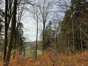 Prodej lesa, Ludmírov, 9585 m2