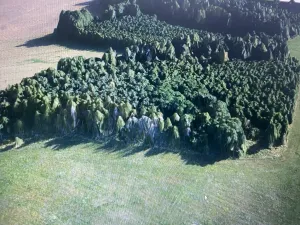 Prodej lesa, Čepřovice, 1644 m2