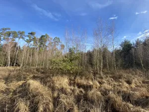 Prodej lesa, Veliny, 4968 m2