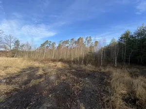 Prodej lesa, Veliny, 4968 m2