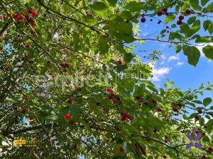 Prodej zahrady, Zlín - Malenovice, 581 m2