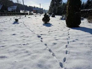Prodej pozemku pro bydlení, Teplice nad Metují - Bohdašín, 1014 m2