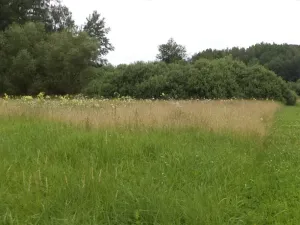 Dražba louky, Česká Lípa, 5581 m2