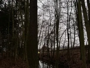 Prodej lesa, Předslav, 6263 m2