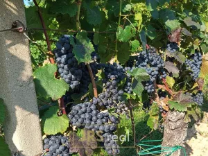 Prodej pozemku, Mutěnice, 3399 m2