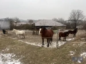 Prodej zemědělského objektu, Pavlov, 20000 m2