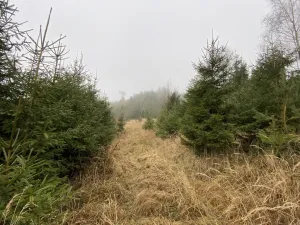 Prodej lesa, Městečko Trnávka - Lázy, 6313 m2