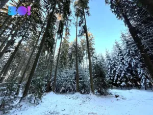 Prodej lesa, Žďár nad Sázavou - Stržanov, 43856 m2