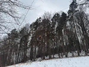 Prodej lesa, Malá Bystřice, 54751 m2