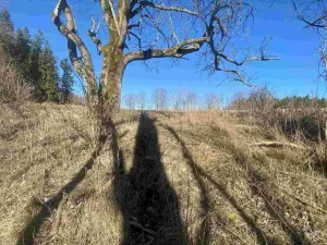 Prodej pozemku, Čachrov - Javorná, 2391 m2