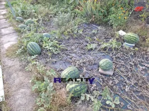 Prodej zahrady, Podbořany, Sídliště Míru, 200 m2