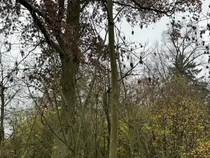 Prodej lesa, Boreč, 3833 m2