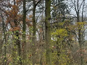 Prodej lesa, Boreč, 3833 m2