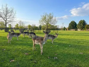 Prodej pozemku pro bydlení, Doubravička, 1521 m2