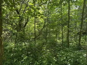 Dražba pozemku, Klášterec nad Ohří, 22680 m2